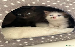 Mixed Breed cats for sale: Adorable mixed breed kittens for sale  - Image 23