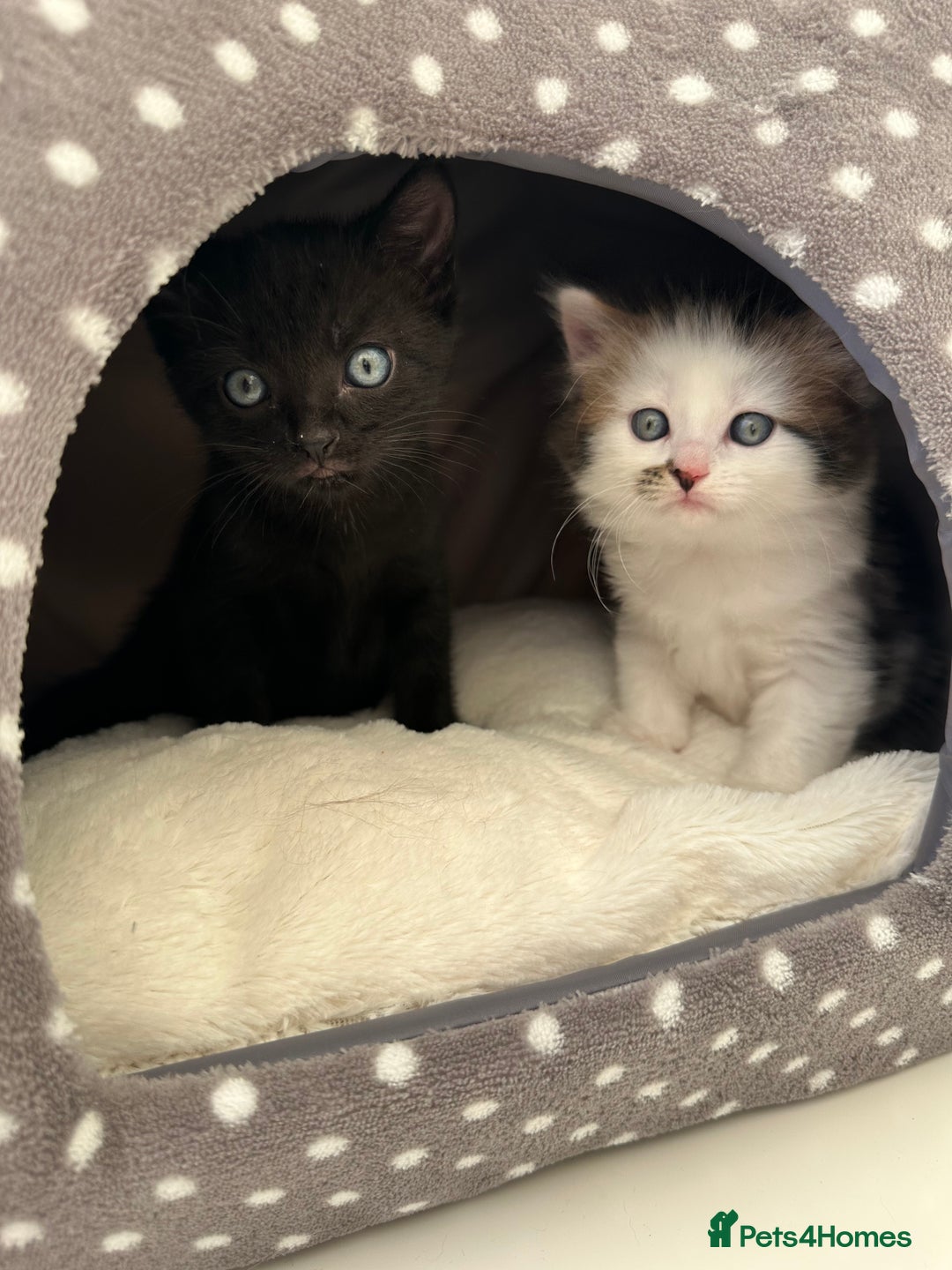 Mixed Breed cats for sale: Adorable mixed breed kittens for sale  - Image 23
