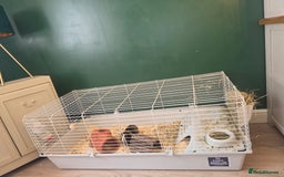 Guinea Pig rodents for sale: X2 Male Guinea Pigs - Advert 2