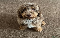 Miniature Poodle dogs for stud: Gorgeous Chocolate Merle miniature poodle for Stud - Image 9