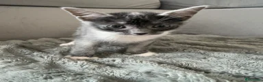 Russian Blue Kitten 1
