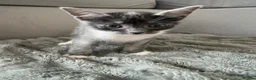 Russian Blue cats for sale: Kittens for sale in London - Advert 5