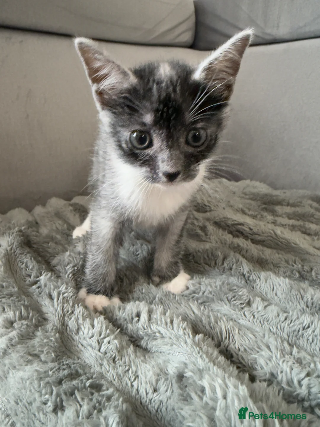 Russian Blue cats for sale: Kittens for sale in London - Advert 5