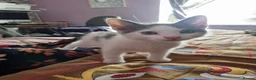 Mixed Breed cats for sale: 3 Kittens Ready to leave in Smethwick - Advert 17