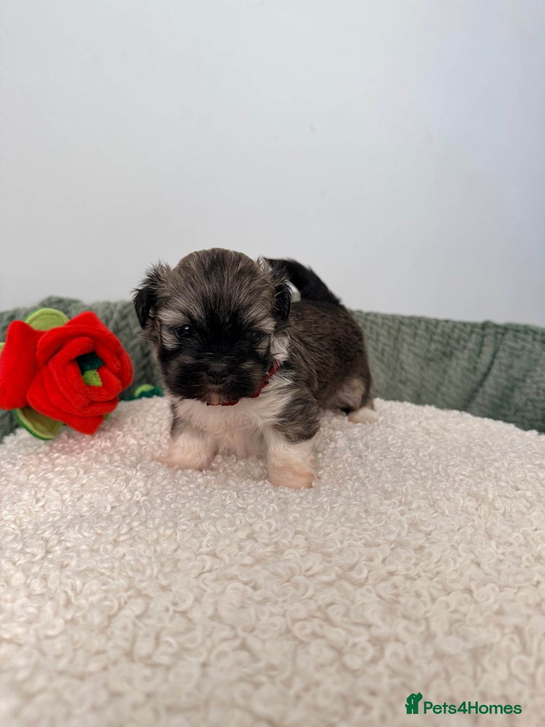 Lhasa Apso dogs for sale: Beautiful litter of KC Lhasa Apso puppies  - Advert 17