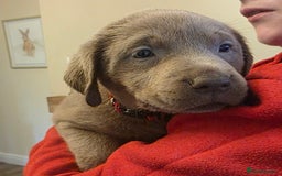 Labrador Retriever dogs for sale: Gorgeous KC Silver Labrador Puppies. - Image 8