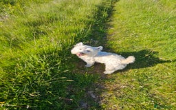 West Highland Terrier dogs for stud: Fifi West Highland Terrier for Stud Skelmersdale  - Image 7