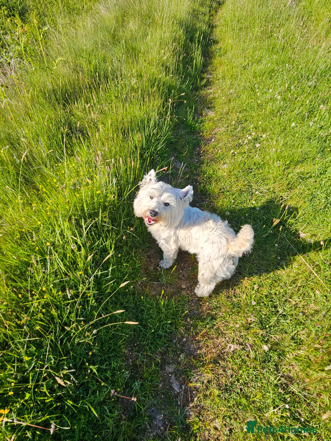 West Highland Terrier dogs for stud: Fifi West Highland Terrier for Stud Skelmersdale  - Advert 7
