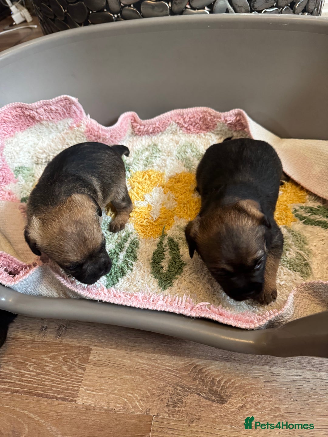 Border Terrier dogs for sale: Gorgeous litter of 7 Border terrier puppies 5F 2M - Advert 7