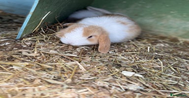 Mini Lop rabbits - Advert 12