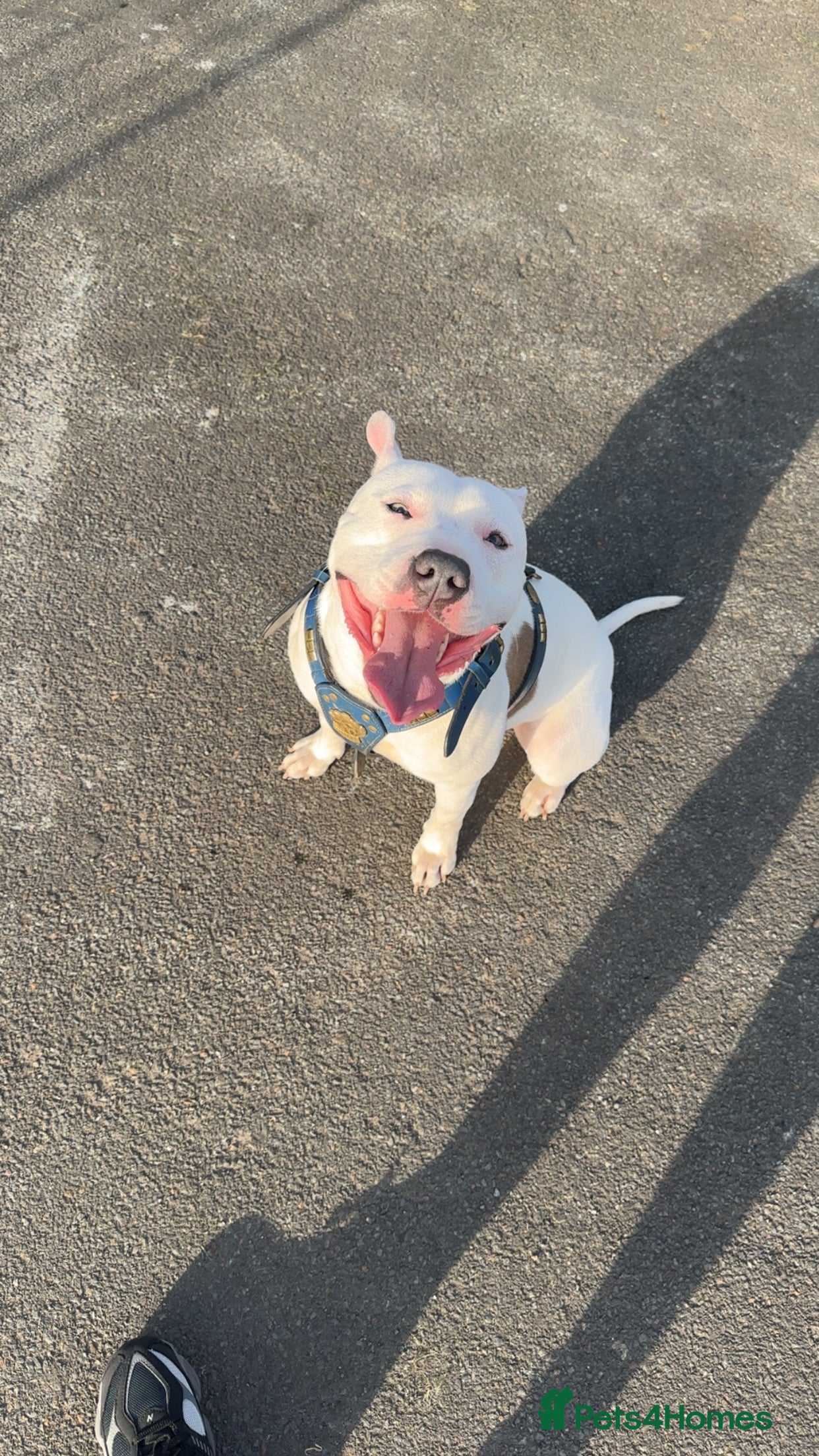 Staffordshire Bull Terrier dogs Rehoming  - Advert 2