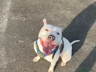 Staffordshire Bull Terrier dogs Rehoming - Advert 2