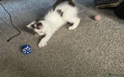 British Shorthair cats for sale: Kitten for sale - Image 2