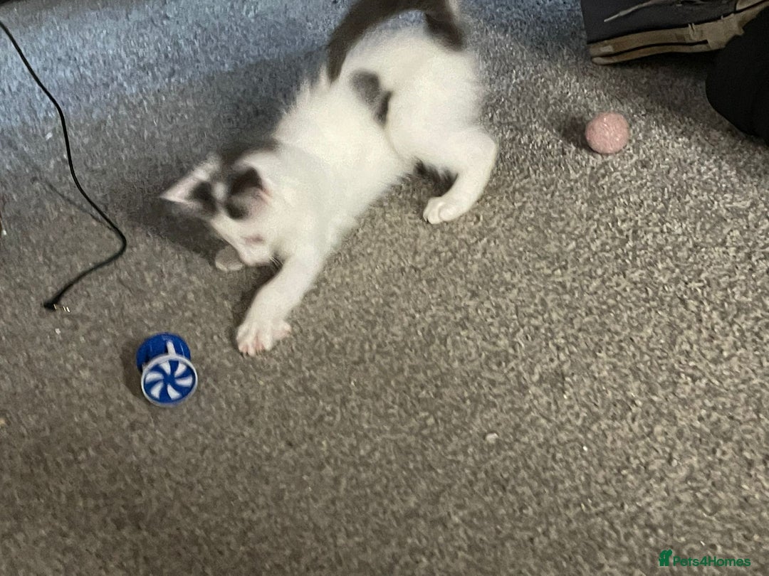 British Shorthair cats for sale: Kitten for sale - Image 2