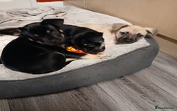 Mixed Breed dogs for sale: Pomchi x frenchie  - Image 7