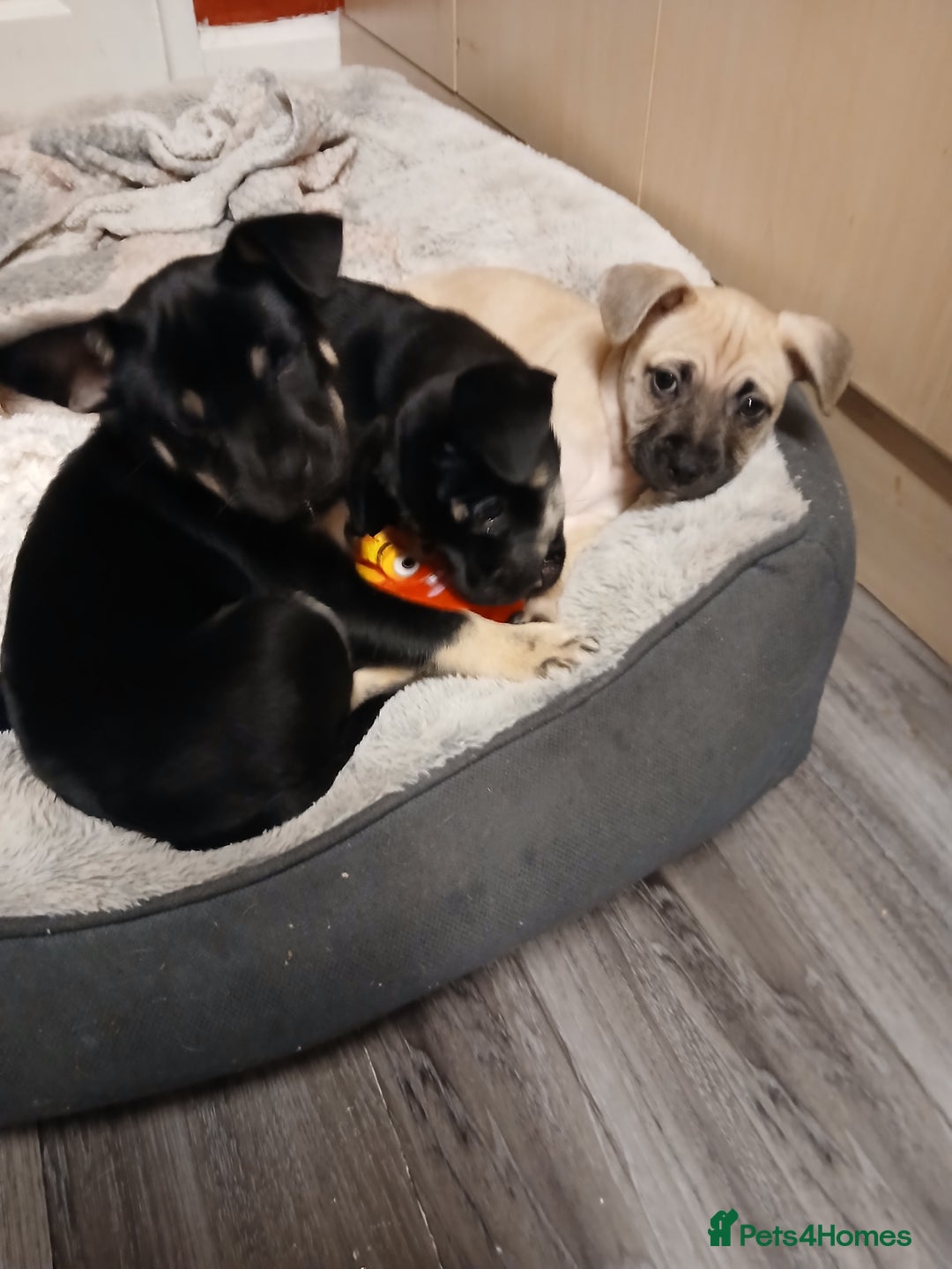 Mixed Breed dogs for sale: Pomchi x frenchie  - Image 7