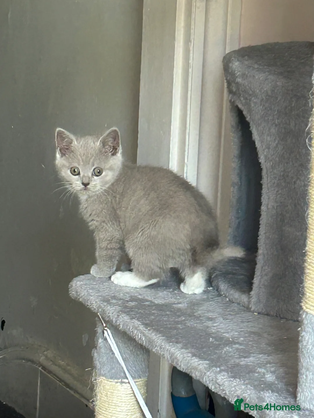 British Shorthair cats for sale: Just one girl left £800 lilac colour point - Advert 2