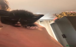 Mixed Breed cats for sale: Kittens - Image 6