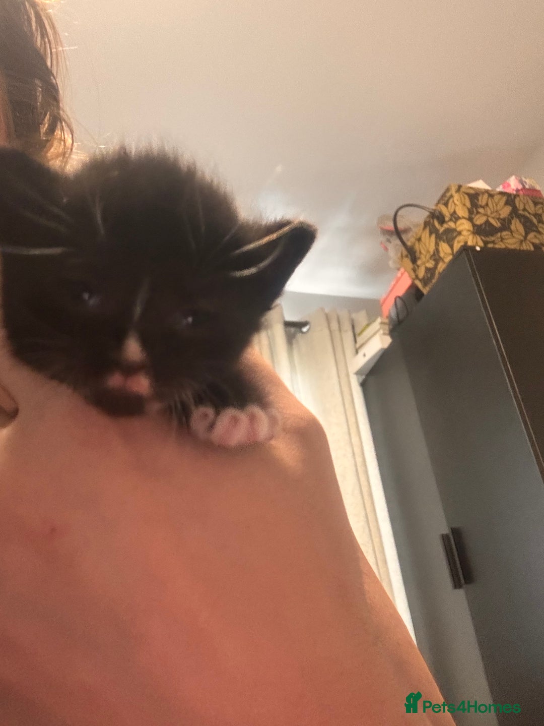 Mixed Breed cats for sale: Kittens - Image 6