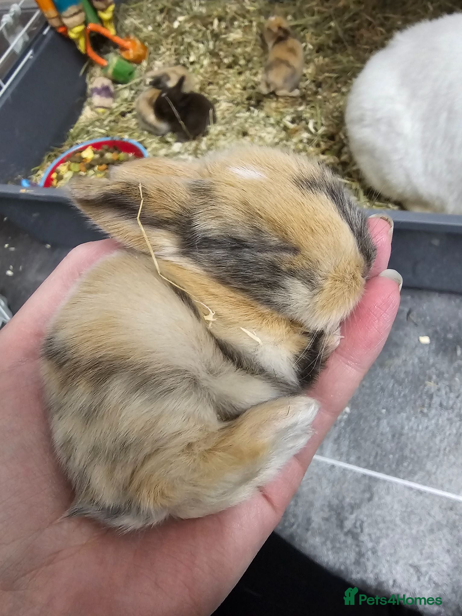 Mixed Breed rabbits 8 babies bunnies - Advert 2