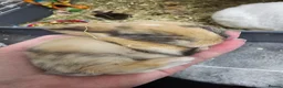 Mixed Breed rabbits for sale: 8 babies bunnies - Advert 2