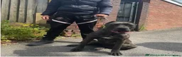 Bandog dogs for sale: Bandog - Ava  - Advert 5