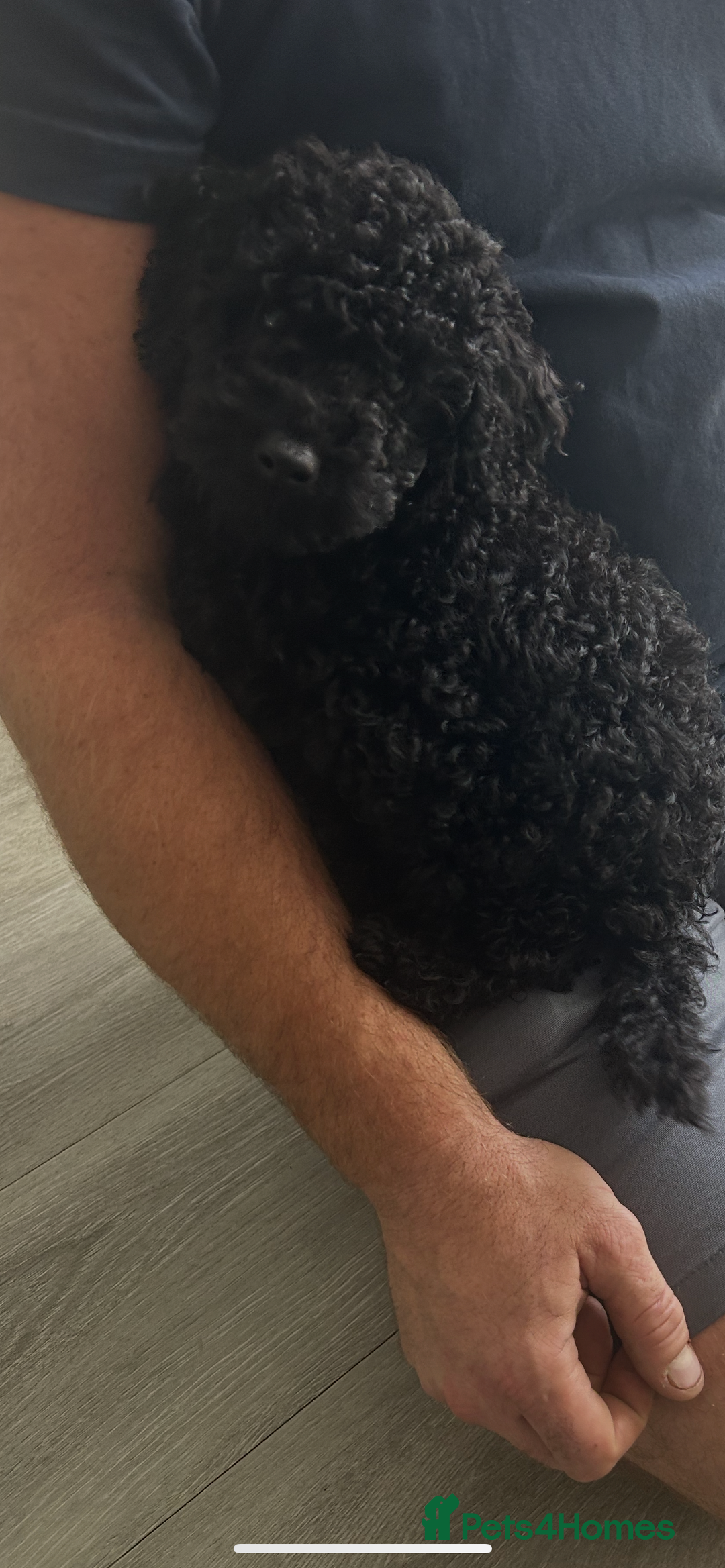 Toy Poodle dogs for sale: Black toy poodle puppy - Image 3