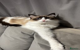 Ragdoll cats for sale: 2x Pair of Ragdol kittens Taunton local homes only - Image 6