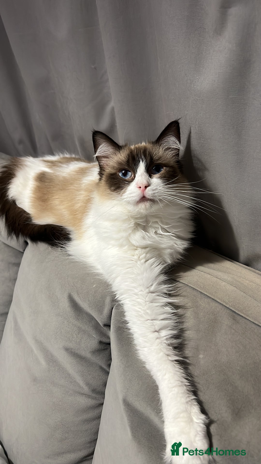 Ragdoll cats for sale: 2x Pair of Ragdol kittens Taunton local homes only - Image 6