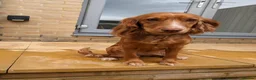 Cocker Spaniel dogs for sale: 3YO Cocker Spaniel - Loving Family Home Needed in East Cowes - Advert 4