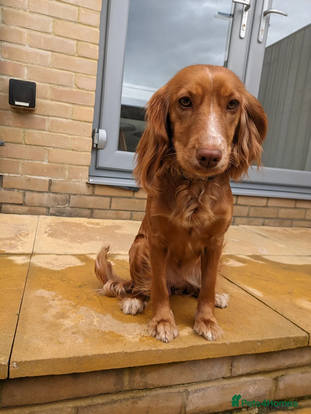 Cocker Spaniel dogs for sale: 3YO Cocker Spaniel - Loving Family Home Needed in East Cowes - Advert 4