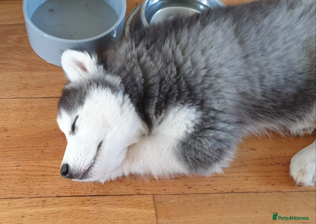 Siberian Husky dogs for stud: Siberian Husky - produces large litters in Cheltenham - Advert 5