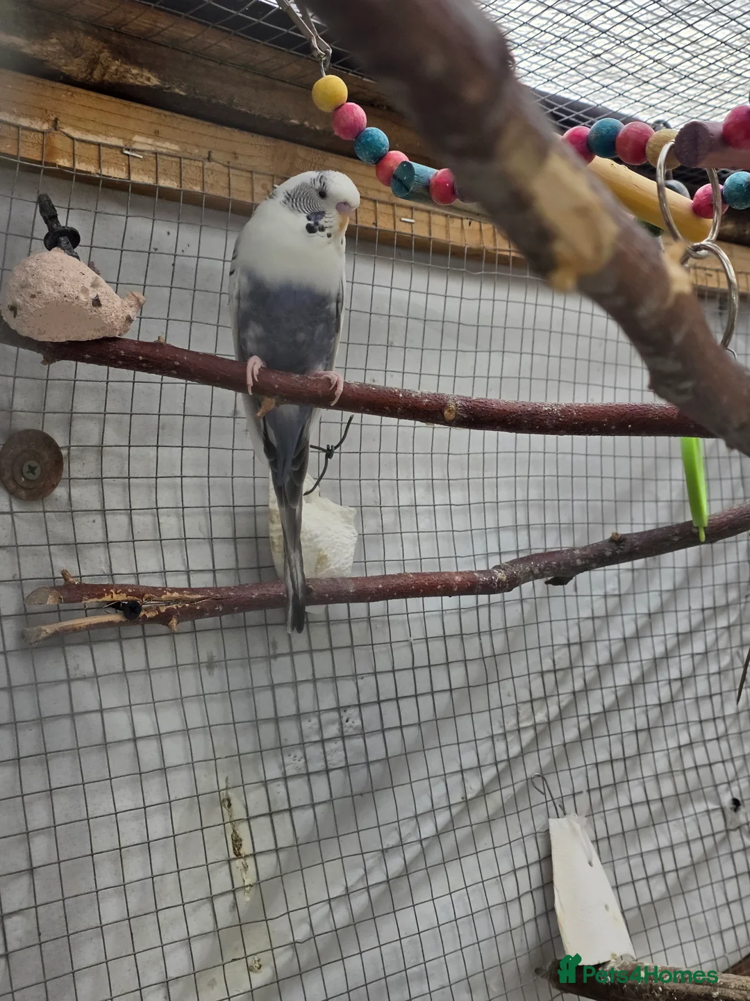 Budgerigars birds for sale: Budgies and guliden finch  - Advert 21