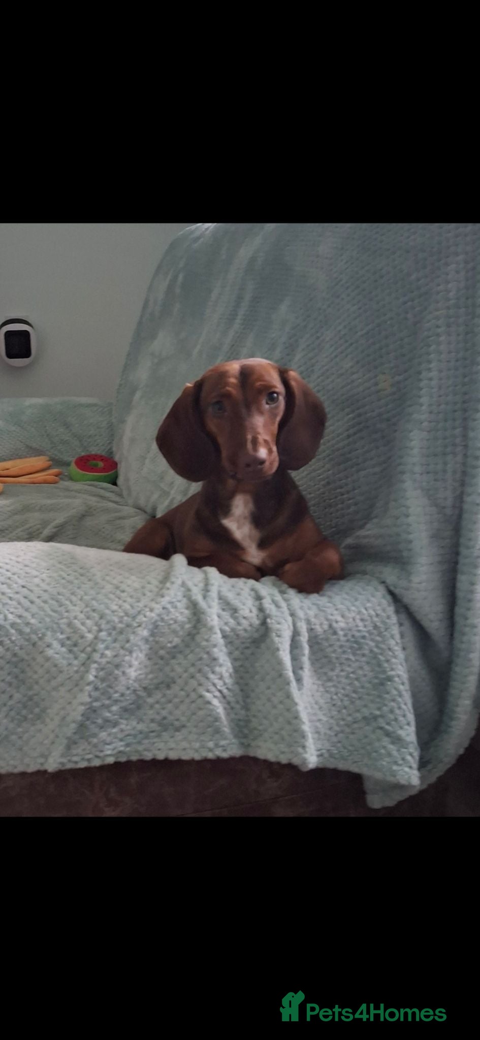 Mixed Breed dogs Female dachshund cross cocker spaniel  - Advert 1