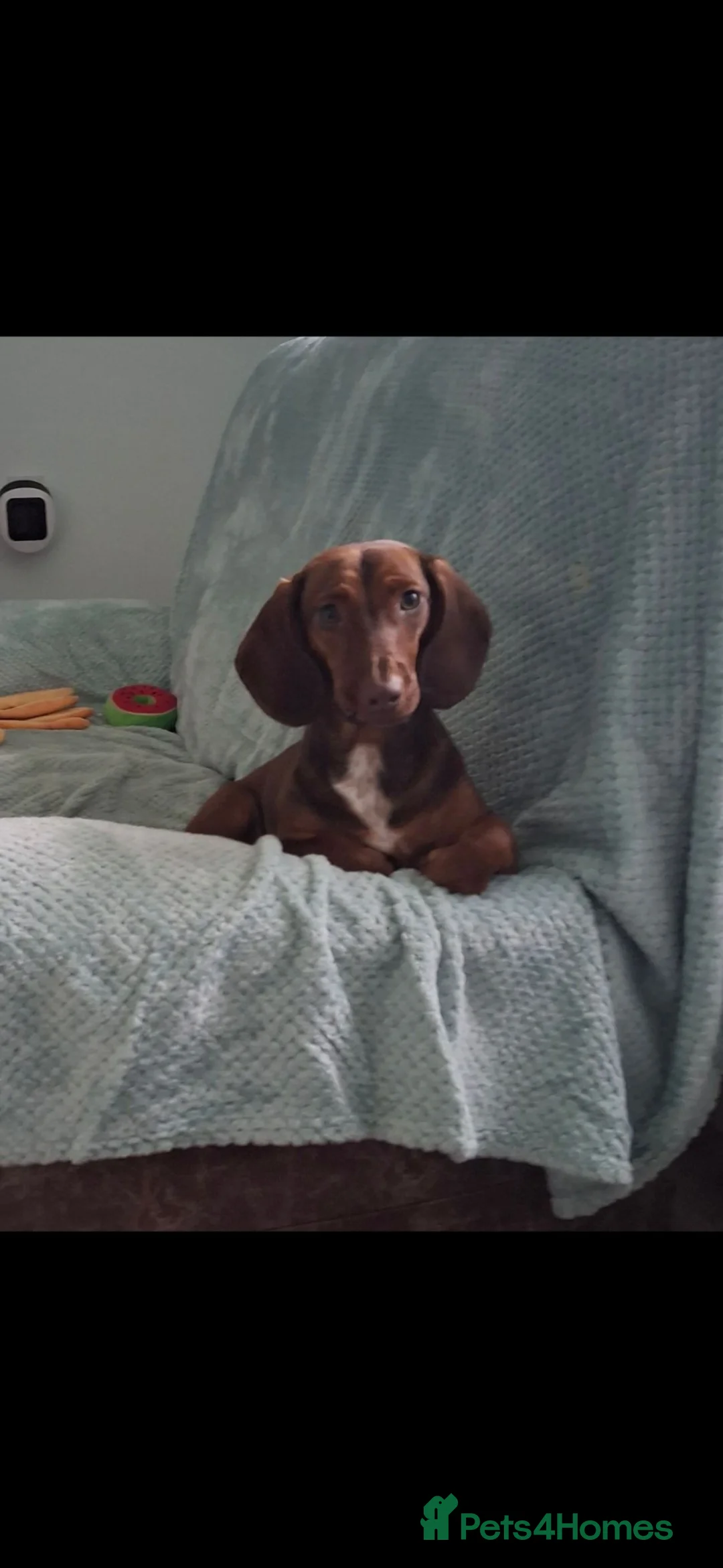 Mixed Breed dogs for sale: Female dachshund cross cocker spaniel  - Advert 1