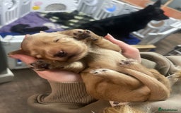 Miniature Dachshund dogs for sale: Stunning shaded cream and cream dachshunds  - Image 15