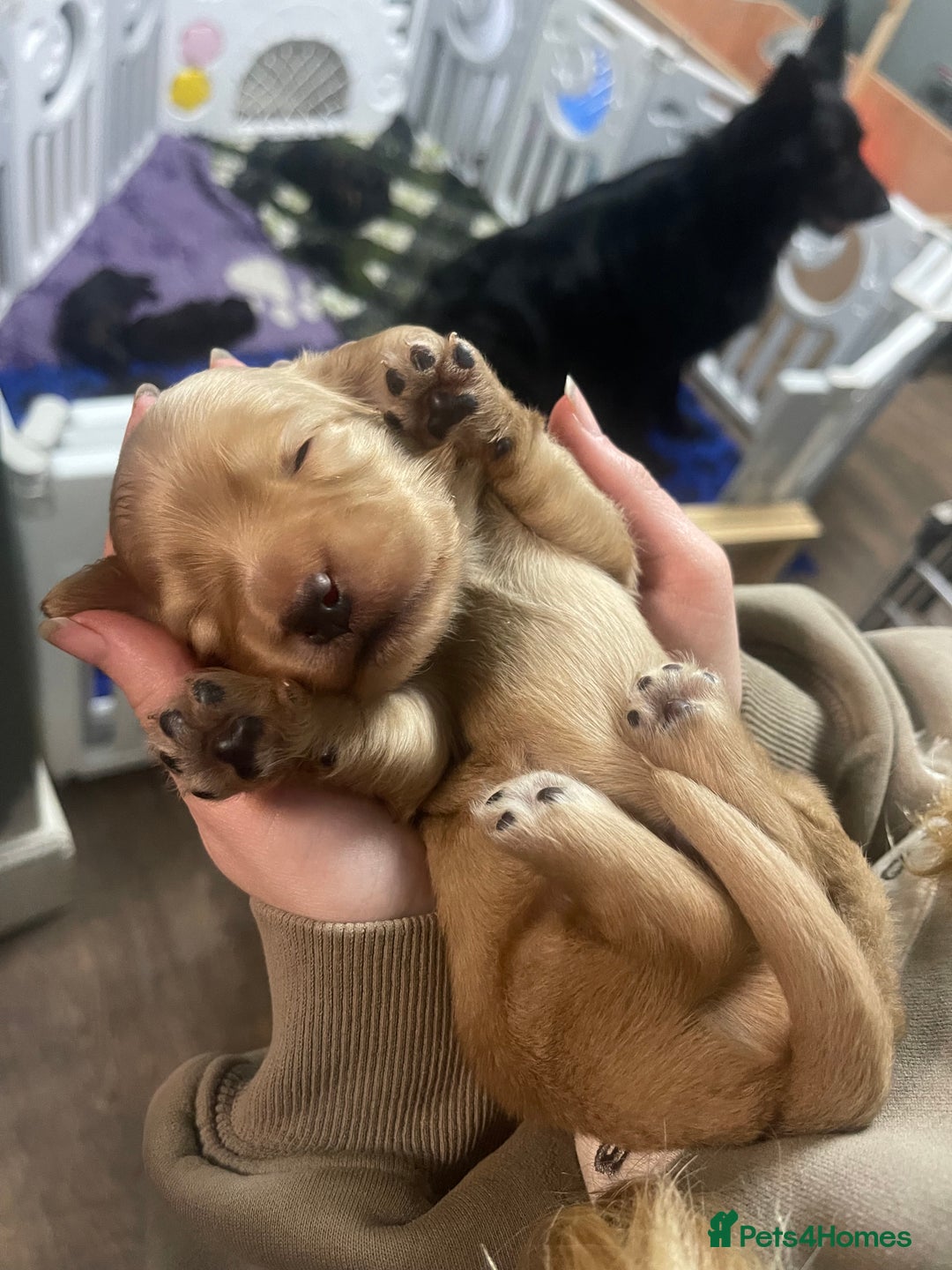 Miniature Dachshund dogs for sale: Stunning shaded cream and cream dachshunds  - Image 15