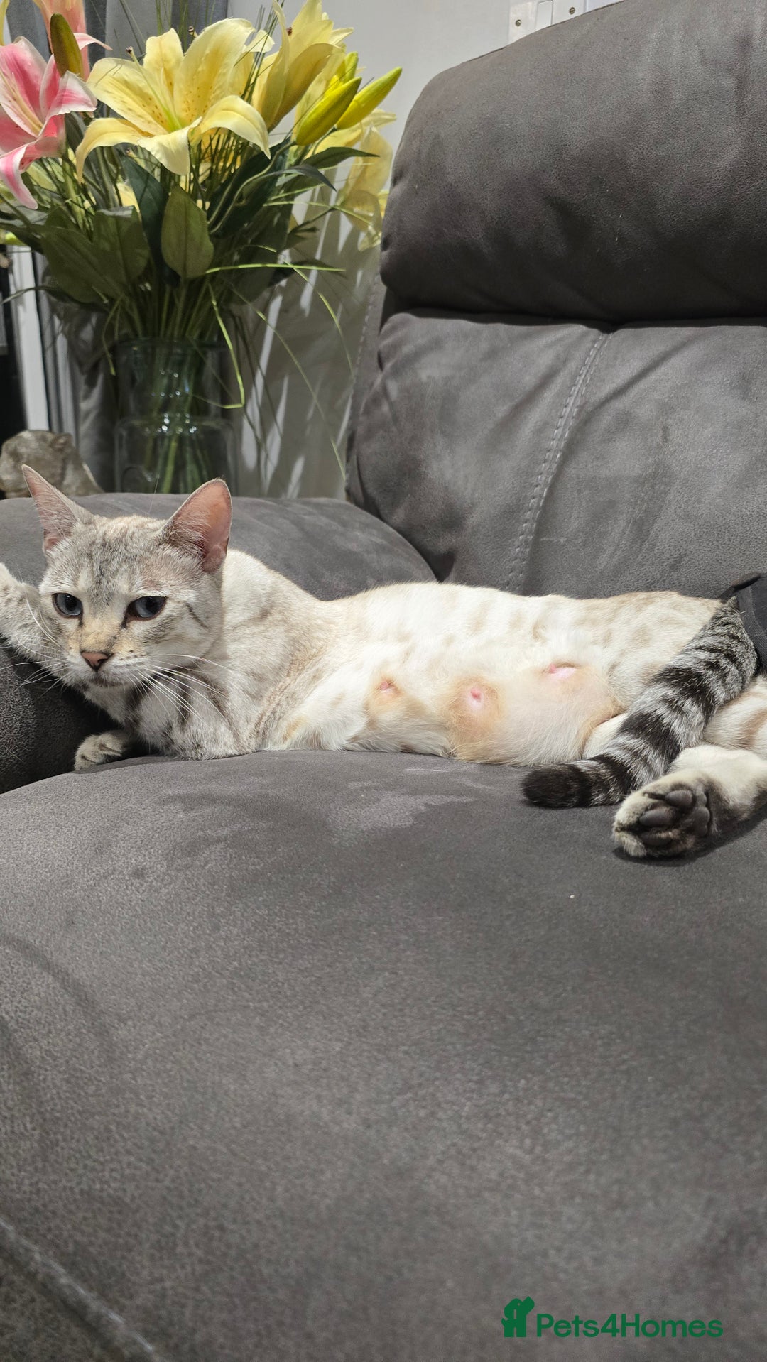 Bengal cats for sale: Bengal x tabby kittens - Image 13