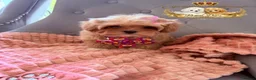 Toy Poodle dogs for stud: 👑 One-in-a-Million red Asian Toy Poodle Stud 👑 - Advert 18