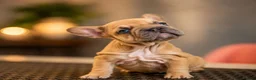 French Bulldog dogs for sale:  LUX FRENCHBULLDOG PUPS READY ✨🐾 - Advert 5