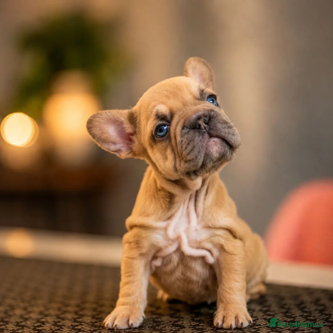 French Bulldog dogs for sale:  LUX FRENCHBULLDOG PUPS READY ✨🐾 - Advert 5