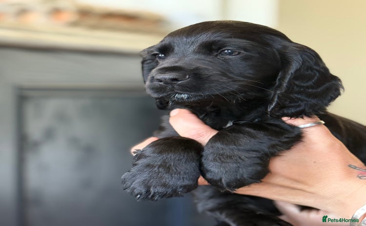 Cocker Spaniel dogs in Bridlington - Advert 4