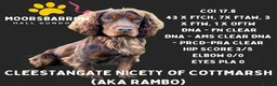 Cocker Spaniel dogs for sale: Chocolate Working Cocker Spaniel Puppies For Sale - Advert 5