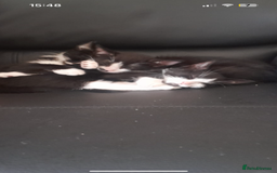 Mixed Breed cats for sale: Four beautiful black and white kittens  - Image 2