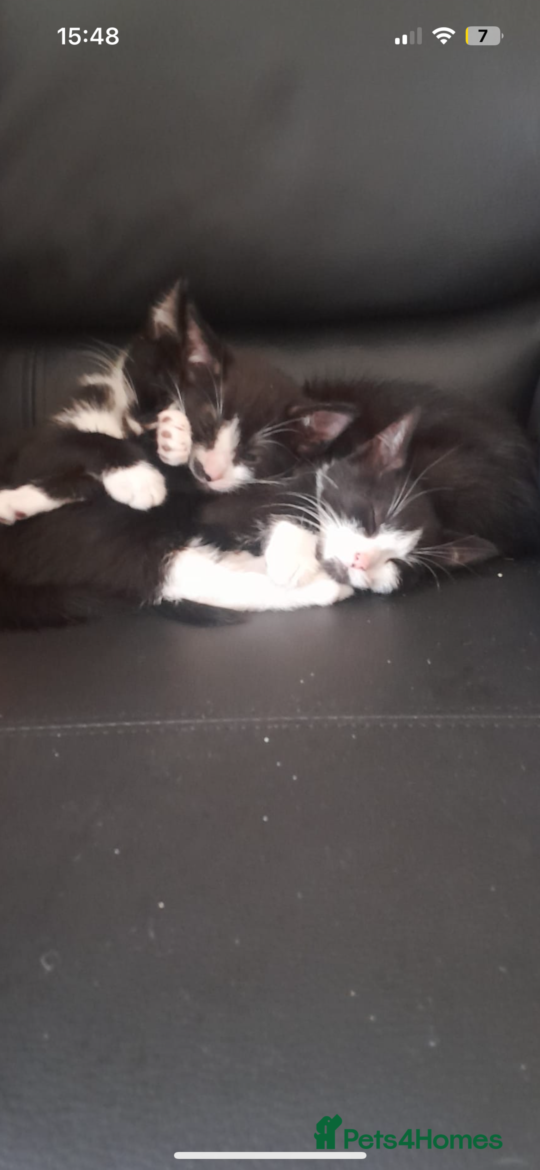 Mixed Breed cats for sale: Four beautiful black and white kittens  - Image 2