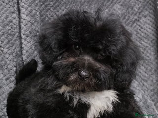 Maltipoo dogs F1 MALTIPOO PUPS - Advert 5