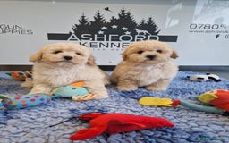 Poochon dogs for sale: 💥LAST STUNNING H/TESTED F1 POOCHON BOY READYNOW💥 - Image 1