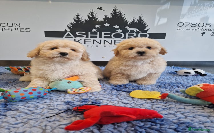 Poochon dogs - Advert 2