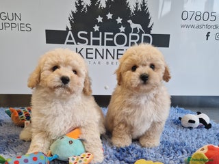 Poochon dogs - Advert 6