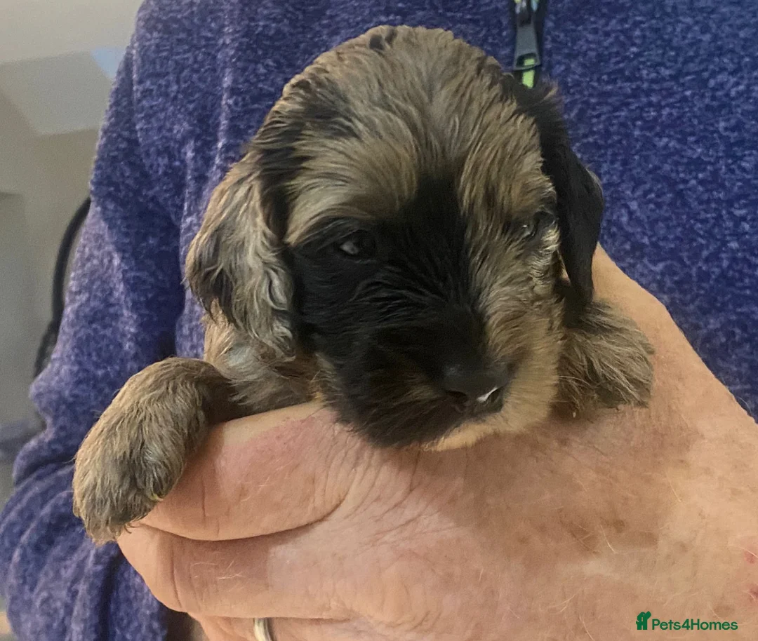 Miniature Poodle dogs for stud: Chocolate Phantom Merle Mini Poodle Stud in Ringwood - Advert 7